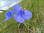 Purple-flowered Tradescantia occidentalis in sandy grassland
