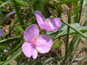 Purple-flowered Tradescantia occidentalis on sand dunes