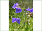 Purple-flowered Tradescantia occidentalis cymes