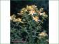 Live Triadenum fraseri plant in marshy habitat