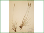 Le spécimen d'herbier de Trisetum spicatum