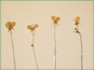 Les fleurs jaunes dUtricularia cornuta avec les pétales incités