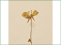 Yellow Utricularia cornuta flowers with spurred petals