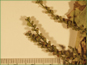 Verbena urticifolia var. urticifolia fruits with scale