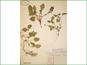 Herbarium specimen of Viola conspersa