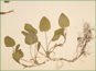 Les feuilles pétiolées de Viola conspersa