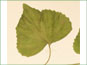La feuille triangulaire de Viola pubescens var. scabriuscula