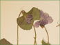 Les fleurs violettes de Viola septentrionalis