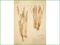 Le spécimen d'herbier de Vulpia octoflora var. octoflora