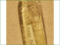 Wollfia columbiana in a glass vial