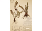 Herbarium specimen of Woodsia alpina