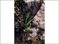Live Woodsia glabella plant on rocks