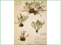 Le spécimen d'herbier de Woodsia glabella 