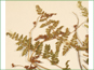 Les feuilles de Woodsia oregana ssp. oregana 