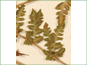 Les feuilles de Woodsia oregana ssp. oregana avec les sores dessous