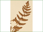 Les feuilles triséquées de Woodsia scopulina ssp. scopulina avec les sores au dessous